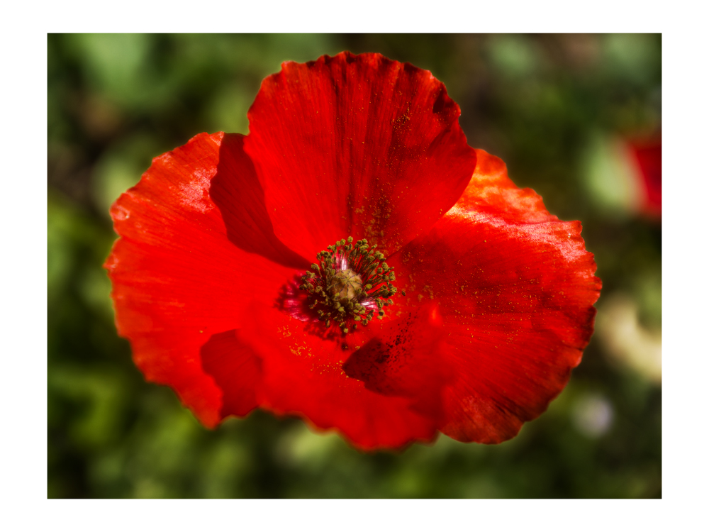 Papaver